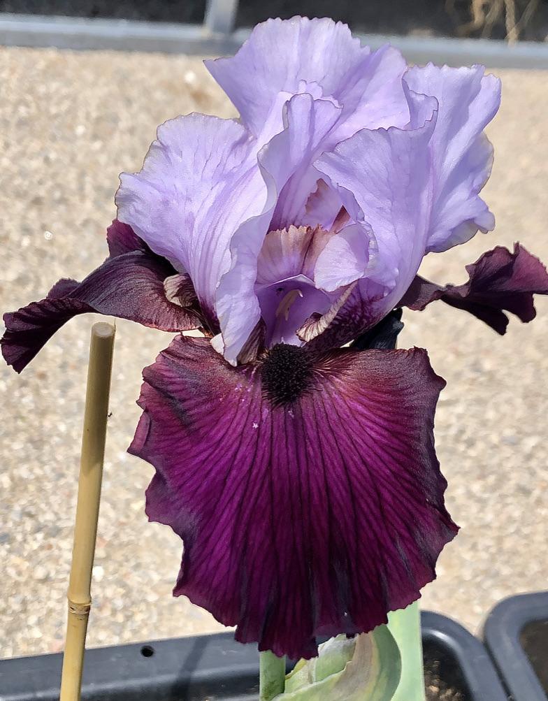 Photo of Tall Bearded Iris (Iris 'Private Eye') uploaded by LizzyLegs