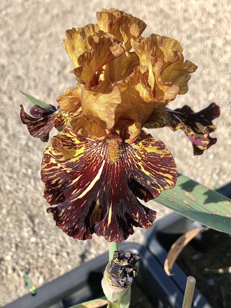 Photo of Tall Bearded Iris (Iris 'Spiced Tiger') uploaded by LizzyLegs