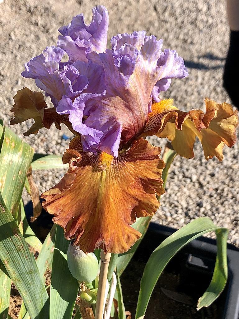 Photo of Tall Bearded Iris (Iris 'Valley of Dreams') uploaded by LizzyLegs