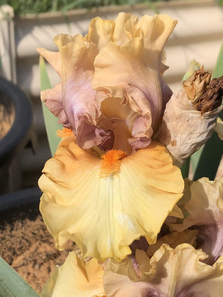 Photo of Tall Bearded Iris (Iris 'Broome Sunset') uploaded by LizzyLegs