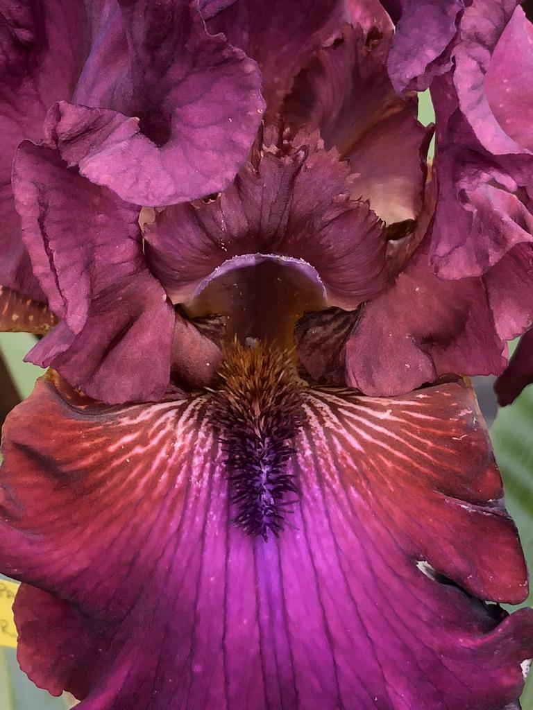 Photo of Tall Bearded Iris (Iris 'Palace Symphony') uploaded by LizzyLegs