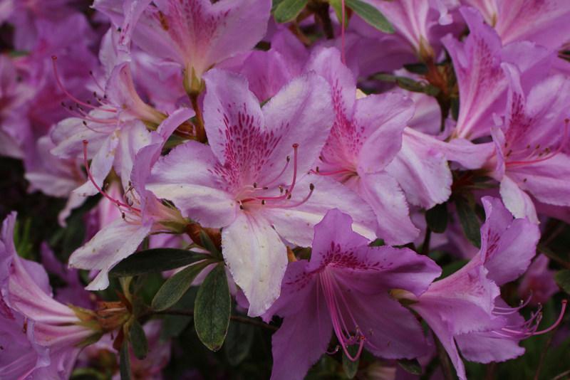 Photo of Korean Azalea (Rhododendron yedoense f. poukhanense) uploaded by RuuddeBlock