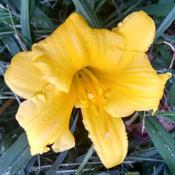 Tomorrow makes a full MONTH of blooms. LOVE this daylily!
