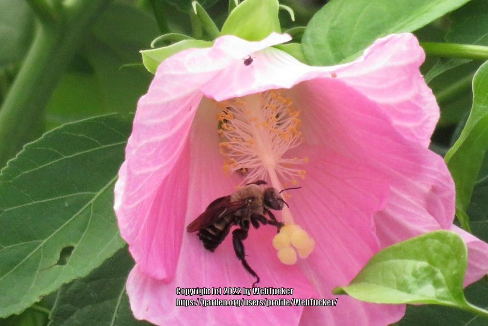 Photo of Hardy Hibiscus (Hibiscus moscheutos) uploaded by WebTucker