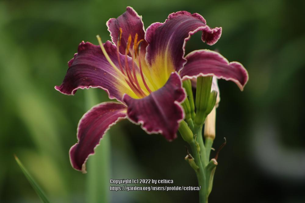 Photo of Daylily (Hemerocallis 'Increased Complexity') uploaded by celtica