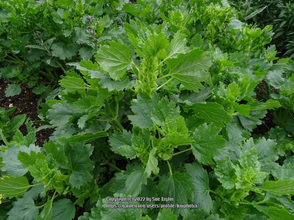 Photo of Bells of Ireland (Moluccella laevis) uploaded by kniphofia