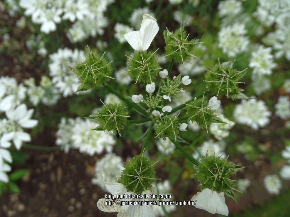 Photo of White Lace Flower (Orlaya grandiflora) uploaded by kniphofia