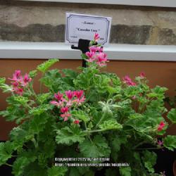 Location: Scampston Walled Garden, Yorkshire UK
Date: 2022-06-30
Yorkshire Pelargonium and Geranium Society