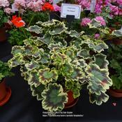 Yorkshire Pelargonium and Geranium Society