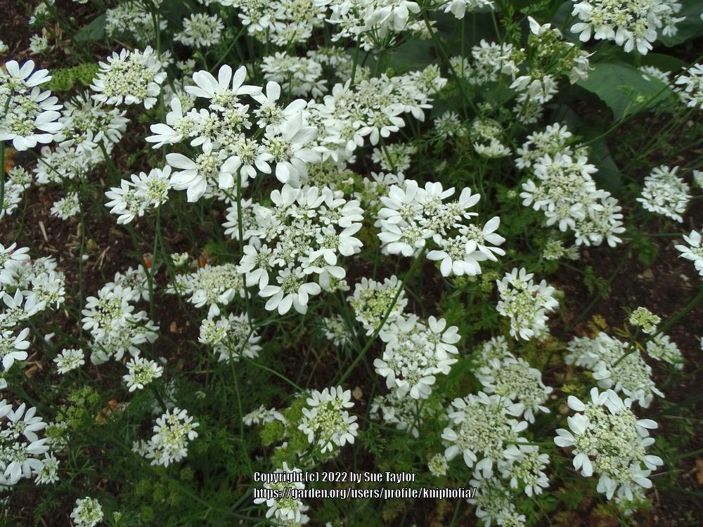 Photo of White Lace Flower (Orlaya grandiflora) uploaded by kniphofia