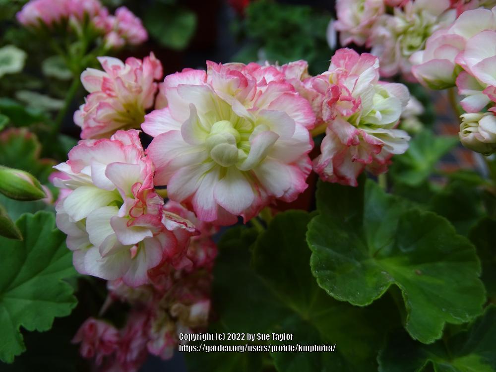 Photo of Zonal Geranium (Pelargonium x hortorum 'Appleblossom Rosebud') uploaded by kniphofia