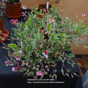 Yorkshire Pelargonium and Geranium Society