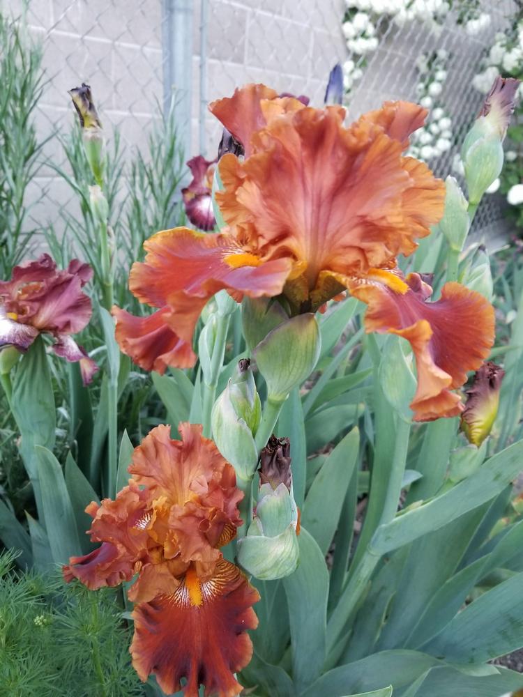 Photo of Tall Bearded Iris (Iris 'Rustler') uploaded by ldenton9