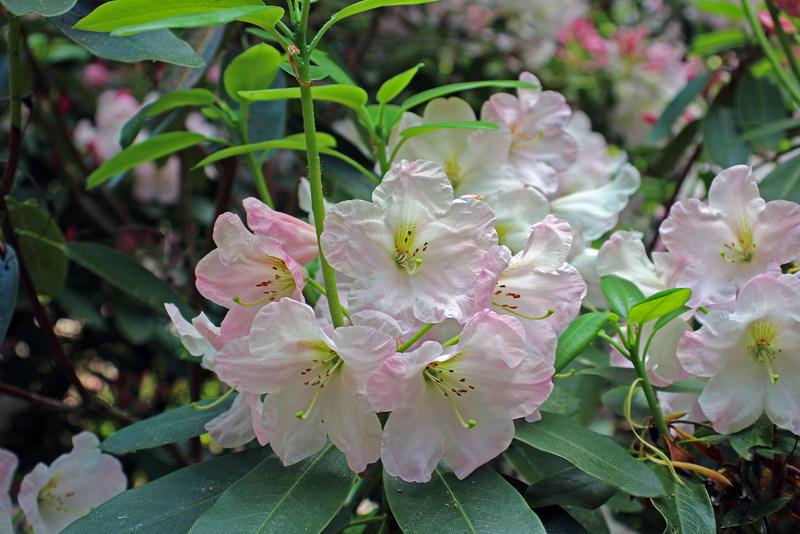 Photo of Rhododendrons (Rhododendron) uploaded by RuuddeBlock