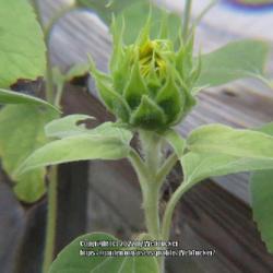 Location: Aberdeen, NC (my garden 2022)
Date: July 6, 2022
Black oil sunflower seedlings #61 nn & #2fg; LHB p. 998, 194-27-6