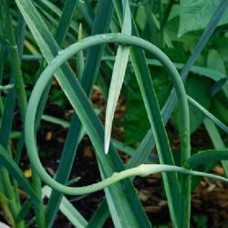 Location: Eagle Bay, New York
Date: 2022-07-06
Garlic (Allium sativum 'Chesnok Red') scapes