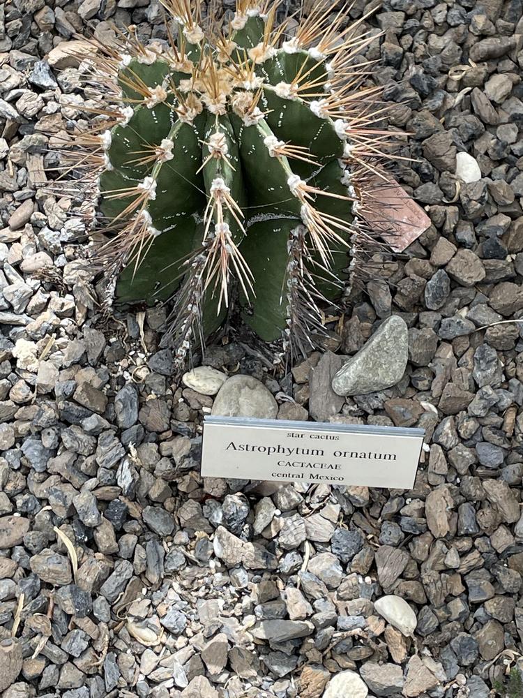 Photo of Star Plant (Astrophytum ornatum) uploaded by jooshewa