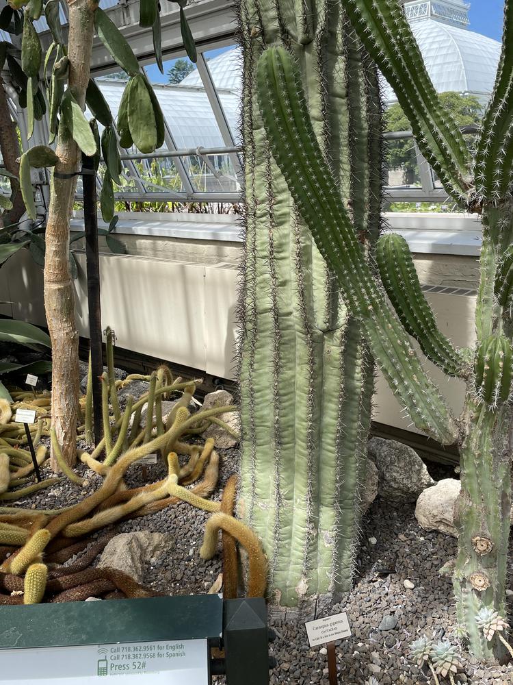 Photo of Saguaro (Carnegiea gigantea) uploaded by jooshewa