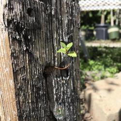 Location: Salt Lake City, Utah, United States
Date: 2022-07-06
Growing in a hole in the side of a wooden pole.