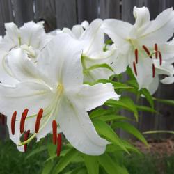 Location: Home
Date: 2022-07-07
White blooms, always look nice, in a "mixed" border. Or else, as 