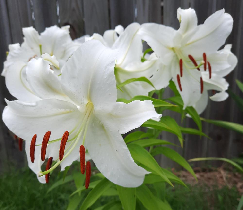 Photo of Oriental Lily (Lilium 'Casa Blanca') uploaded by ShawnSteve