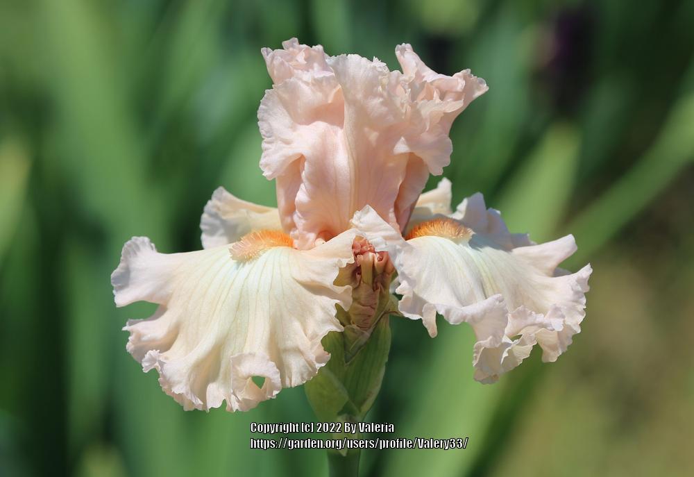 Photo of Tall Bearded Iris (Iris 'Cookie Crisp') uploaded by Valery33