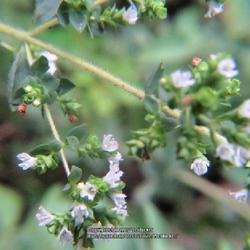 Location: Aberdeen, NC (my garden 2022)
Date: July 7, 2022
Oregano #4vg; LHB p.860, 176-25-1, "Ancient Greek name, said to m