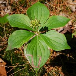 Location: Eagle Bay, New York
Date: 2022-07-06
Bunchberry (Cornus canadensis)