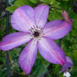 Location: Eagle Bay, New York
Date: 2022-07-07
Clematis (Clematis viticella 'Venosa Violacea') bud and bloom