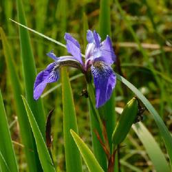 Location: Inlet, Hamilton County, New York
Date: 2022-07-06
Northern  Blue Flag Species Iris (Iris versicolor) bloom and seed