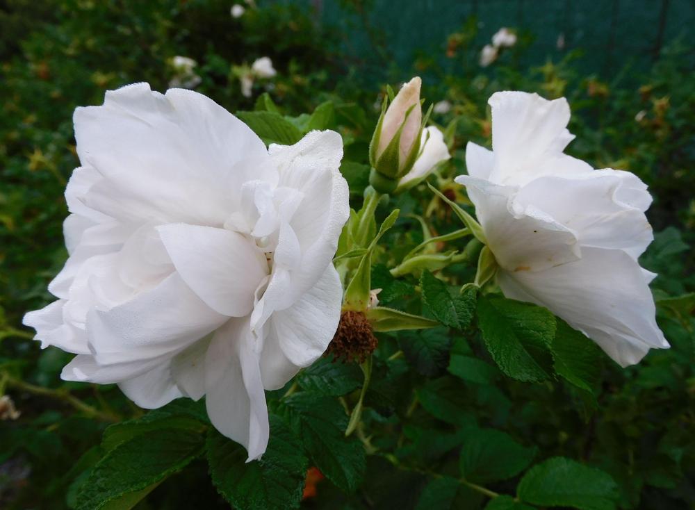 Photo of Hybrid Rugosa Rose (Rosa 'Blanc Double de Coubert') uploaded by adknative