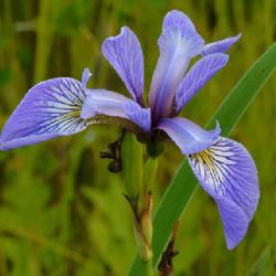 Location: Inlet, Hamilton County, New York
Date: 2022-07-06
Northern  Blue Flag Species Iris (Iris versicolor) blooming in a 