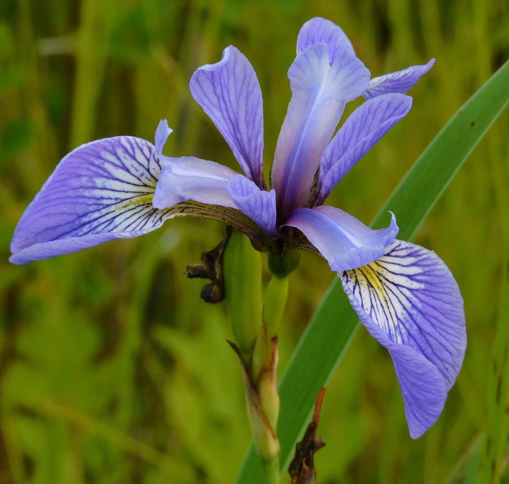 Photo of Species Iris (Iris versicolor) uploaded by adknative