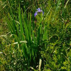Location: Inlet, Hamilton County, New York
Date: 2022-07-06
Northern Blue Flag Species Iris (Iris versicolor)