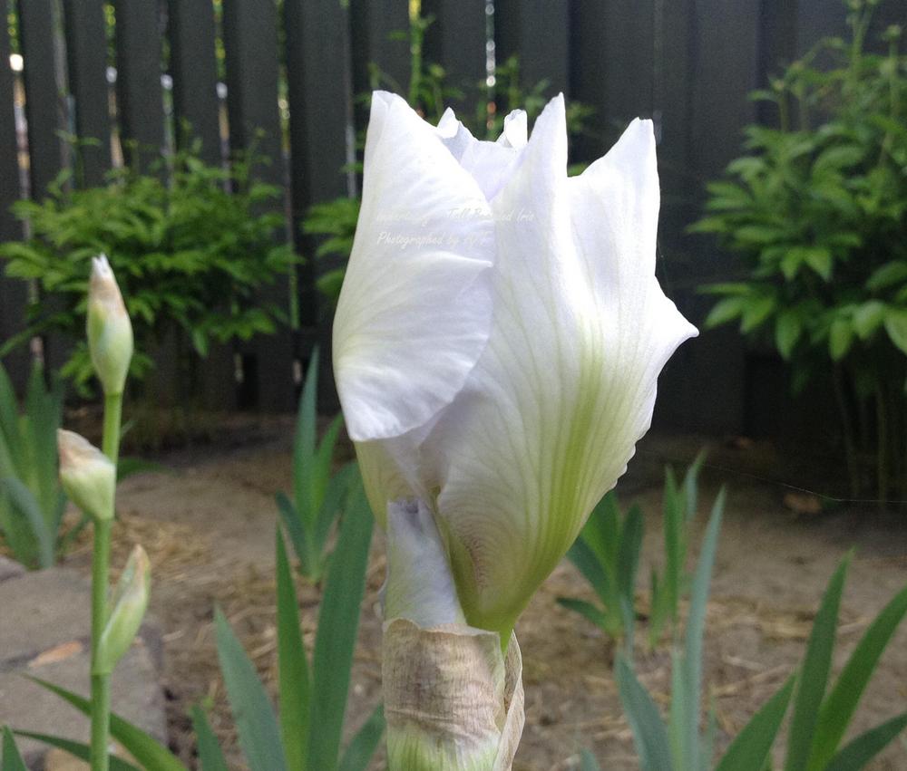 Photo of Tall Bearded Iris (Iris 'Immortality') uploaded by AndreaBalazs