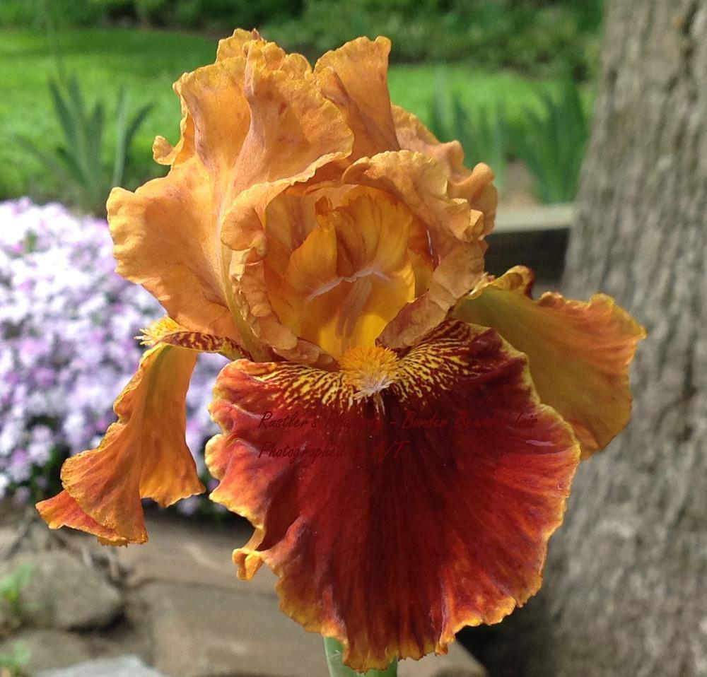 Photo of Border Bearded Iris (Iris 'Rustler's Rhapsody') uploaded by AndreaBalazs