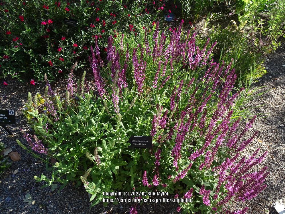 Photo of Salvia (Salvia nemorosa 'Rose Queen') uploaded by kniphofia