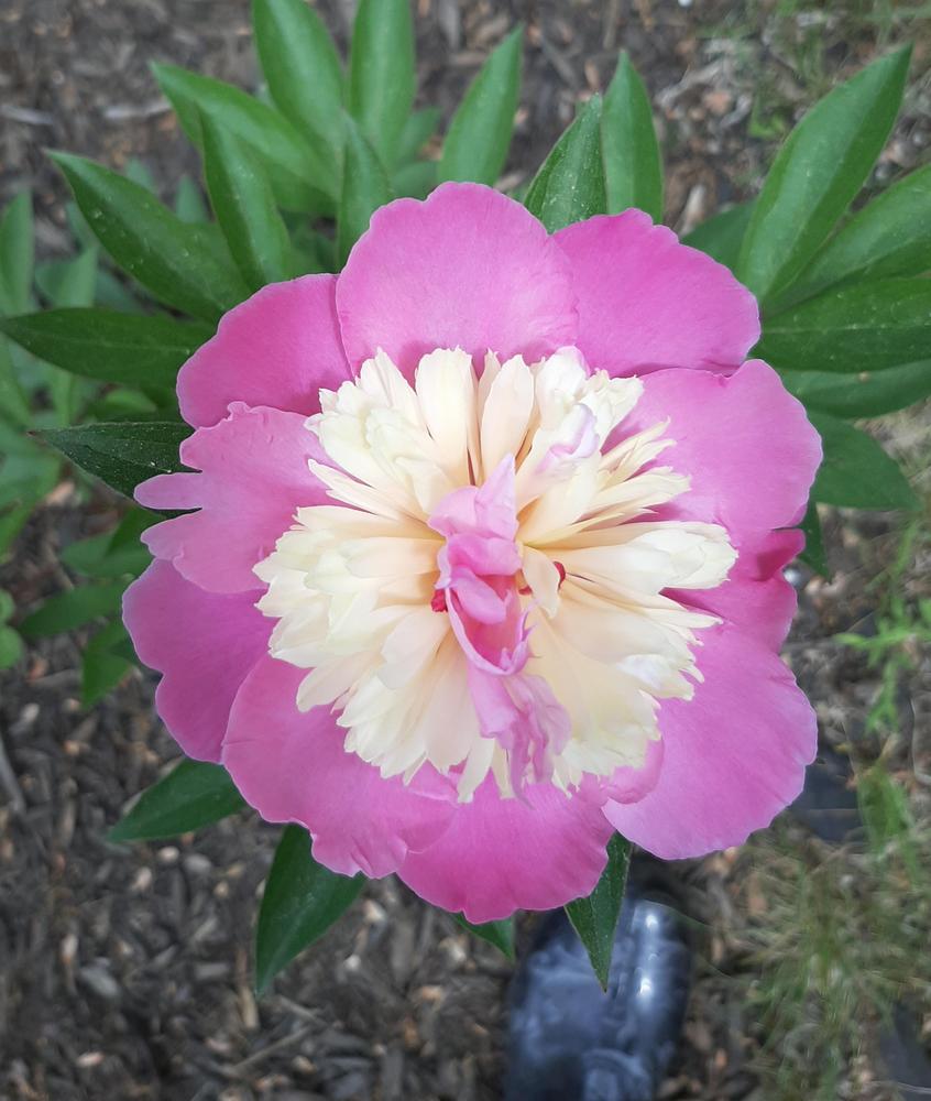 Photo of Peonies (Paeonia) uploaded by pixie62560