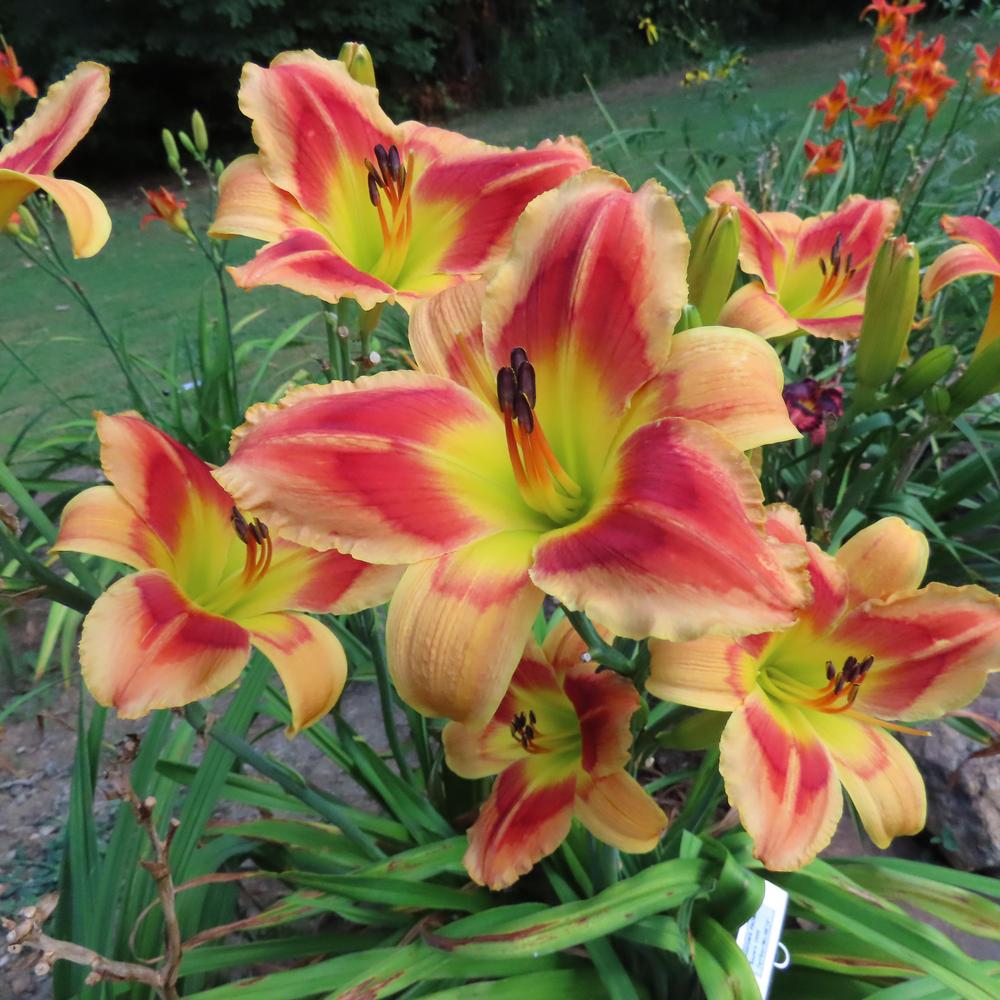 Photo of Daylily (Hemerocallis 'Passion's Promise') uploaded by tgarden711