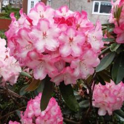Location: Irvine Ayrshire 
Date: 2022-05-25
25cm bloom with 18 on bush.