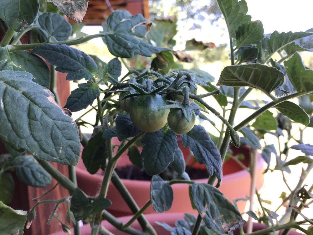 Photo of Tomato (Solanum lycopersicum 'Sweet 100') uploaded by Johannian
