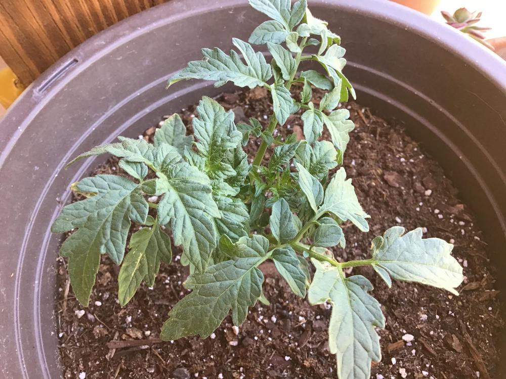 Photo of Tomato (Solanum lycopersicum 'Roma') uploaded by Johannian