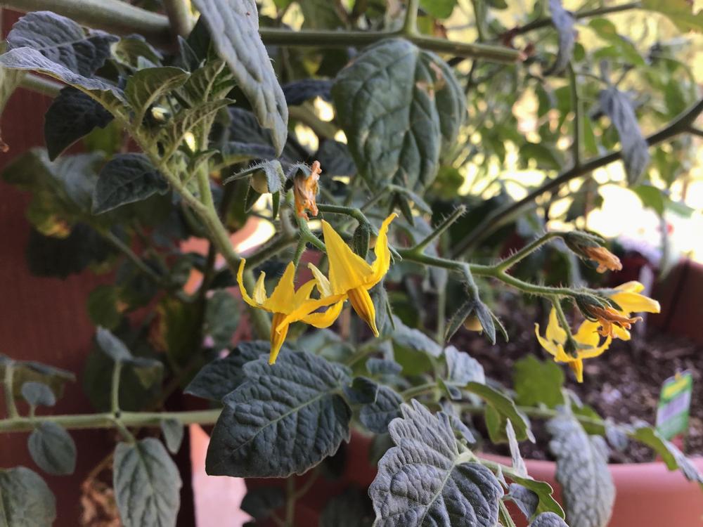 Photo of Tomato (Solanum lycopersicum 'Sweet 100') uploaded by Johannian