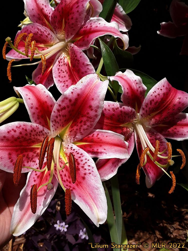 Photo of Oriental Lily (Lilium 'Star Gazer') uploaded by MLR11