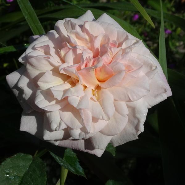 Photo of Rose (Rosa 'Gruss an Aachen') uploaded by Orsola