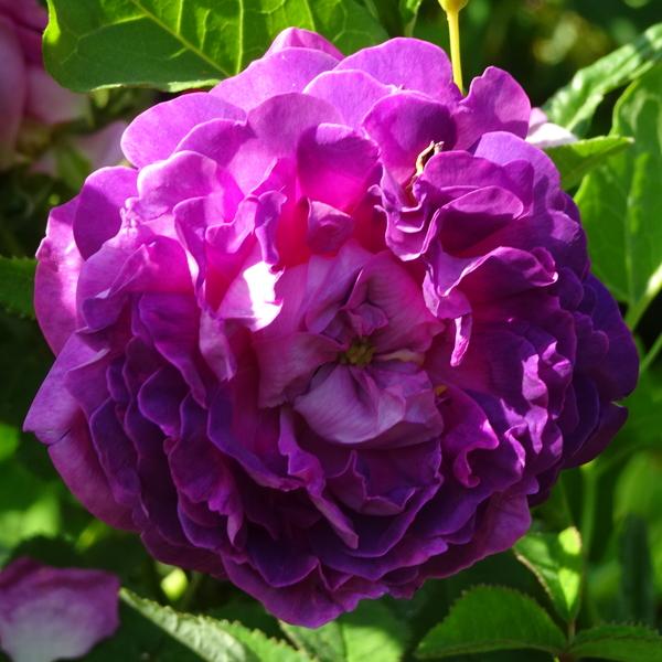 Photo of Rose (Rosa 'Belle de Crecy') uploaded by Orsola