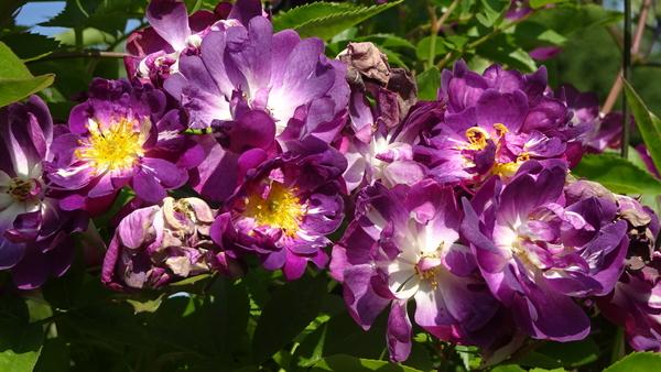 Photo of Rambling Rose (Rosa 'Veilchenblau') uploaded by Orsola