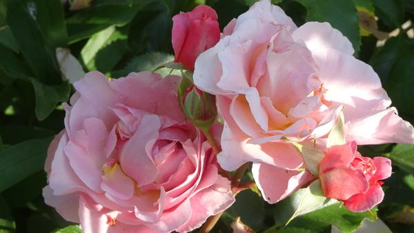 Photo of Rose (Rosa 'Marie Curie') uploaded by Orsola