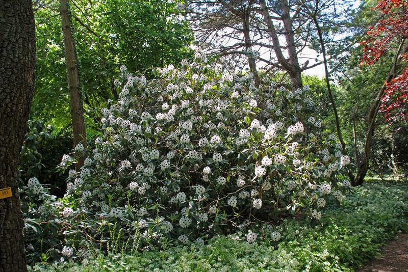 Photo of Rhododendrons (Rhododendron) uploaded by RuuddeBlock