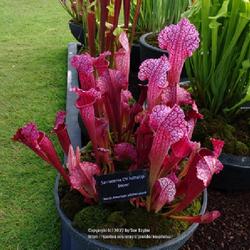Location: RHS Harlow Carr, Yorkshire UK
Date: 2022-06-24
Wack's Wicked Plants exhibit at the 2022 flower show